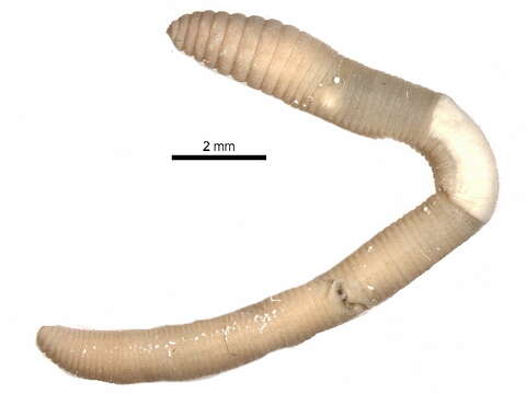 Plancia ëd Allolobophora Eisen 1873