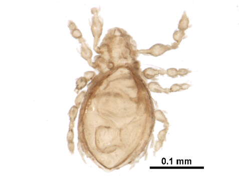 Image of Licneremaeoidea