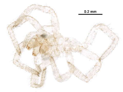 Image of Scylaceus pallidus (Emerton 1882)