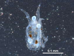 Image of Microgyniidae
