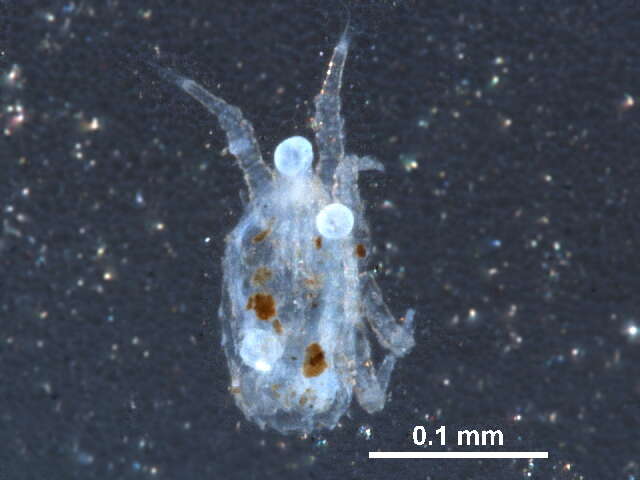 صورة Microgyniidae