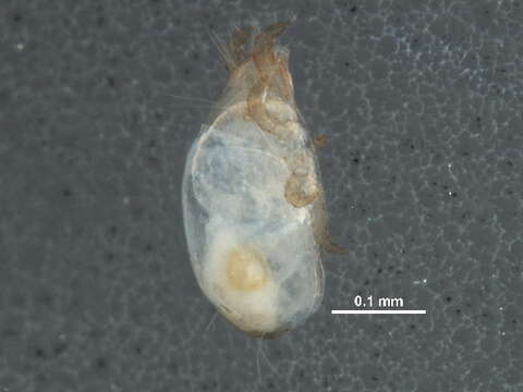 Image of Trhypochthoniidae Willmann 1931