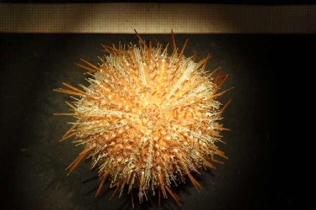 Image of elegant sea urchin