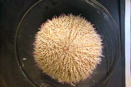 Image of Edible sea urchin