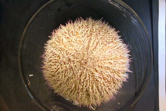 Image of Edible sea urchin