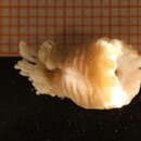 Image of Myriotrochus (Oligotrochus) vitreus (Sars M 1866)
