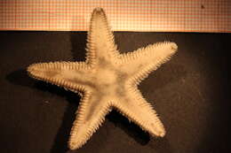 Image of Sand star