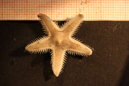 Image of Sand star