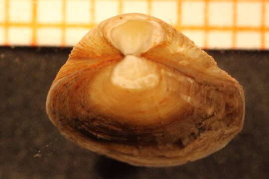 Image of European clam