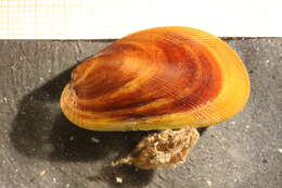 Image of black musculus