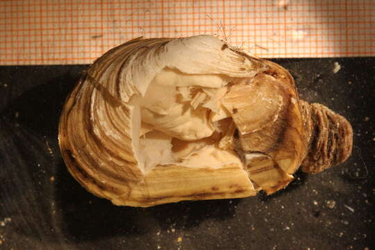 Image of Soft-shelled clam