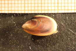 Image of Blue mussel