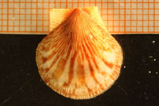 Image of tiger scallop