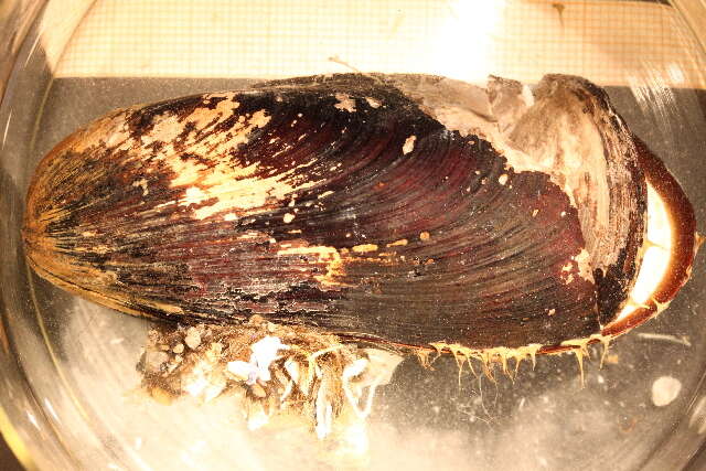 Image of Northern horse mussel