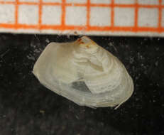 Image of European spoon clam