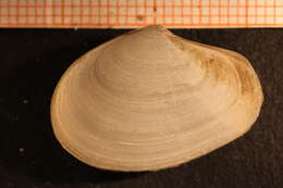 Image de Thracia villosiuscula (MacGillivray 1827)
