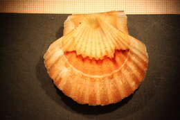 Image of Great Atlantic scallop