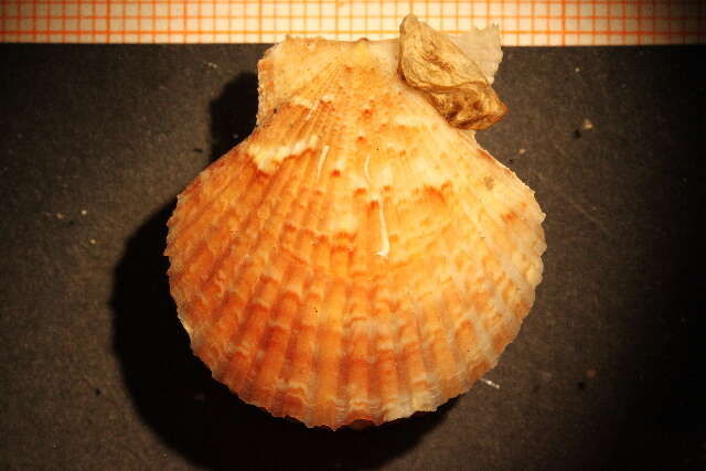 Image of variegated scallop