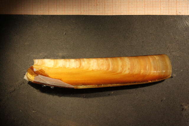 Image of Razor shell