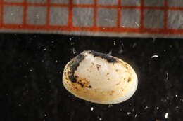 Image of two-toothed Montagu shell