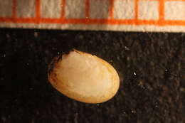 Image of two-toothed Montagu shell