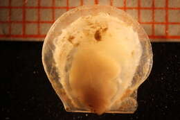Image of vitreous scallop