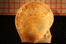 Image of vitreous scallop