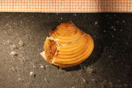 Image de Astarte sulcata (da Costa 1778)