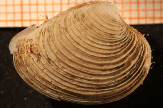 Image of striped venus clam