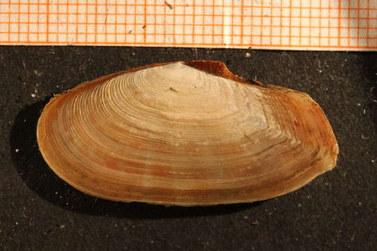 Image of Faroe sunset shell