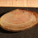 Image of Tellin-like Sunset Clam