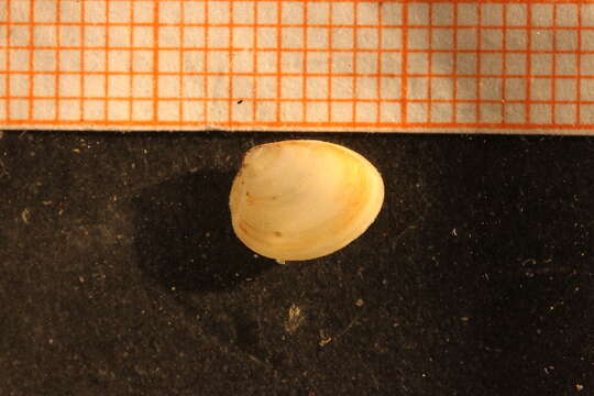 Image of Little nut clam