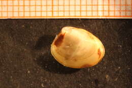 Image of Little nut clam