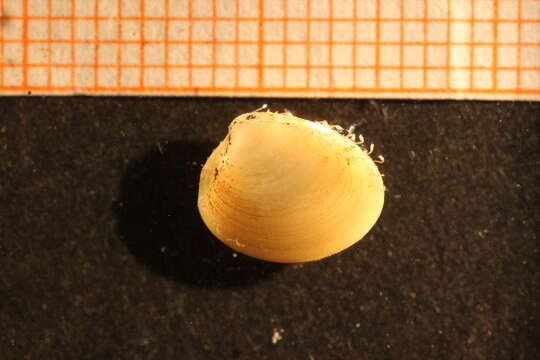 Image of shiny nut clam