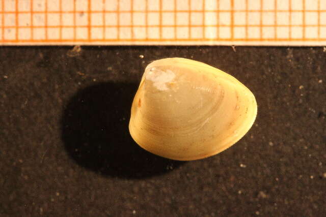 Image of Nuclear Nut Clam