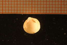 Image of oval cockle