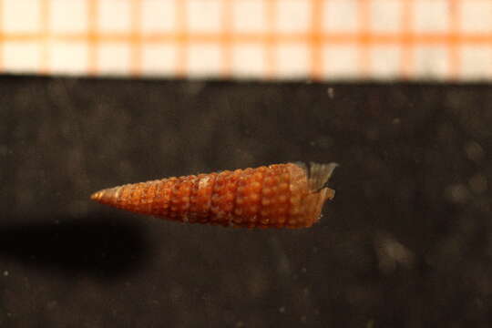 Image of reversed needle-whelk