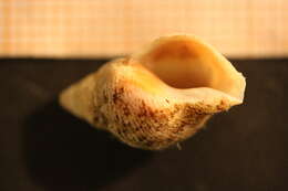 Image of netted dog whelk