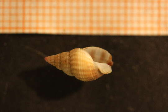 Image of netted dog whelk