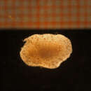 Image of Onchidoris depressa