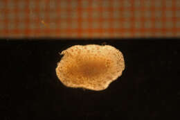 Image of Onchidoris depressa