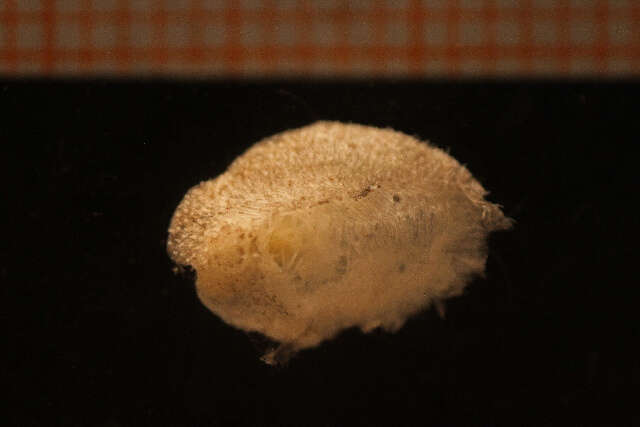 Image of Onchidoris depressa