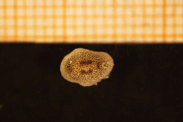 Image of Onchidoris pusilla