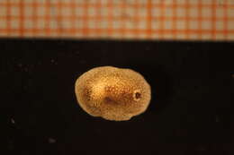 Image of Onchidoris pusilla
