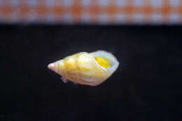 Image of Rissoa membranacea