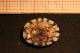 Image of Testudinalia testudinalis