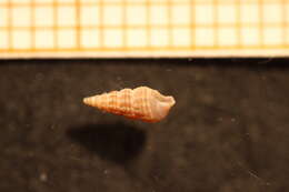 Image of needle shell
