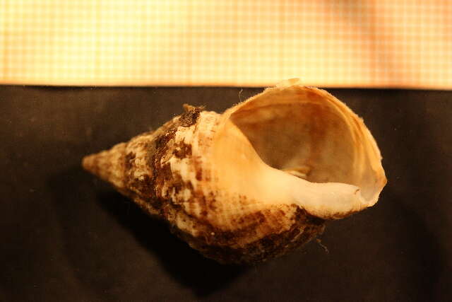 Image of Common whelk