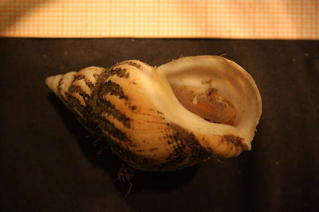 Image of Common whelk