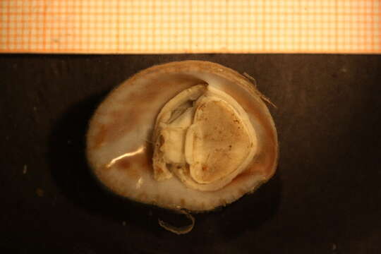 Image of Common slipper shell